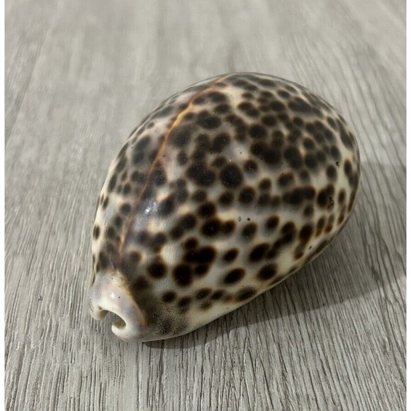Cypraea Tigris Shell Spotted Seashell Beach Ocean Decor - Picture 3 of 7
